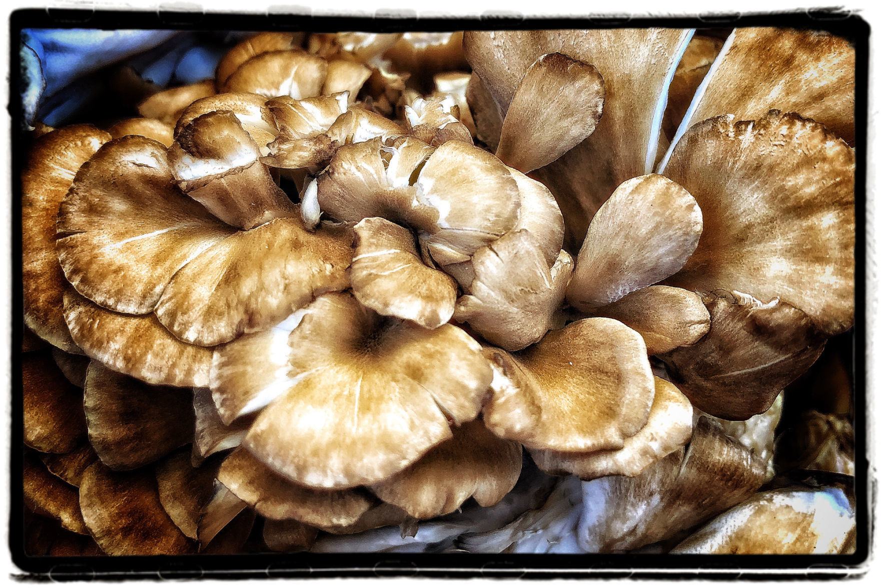 Farmers Market Produce